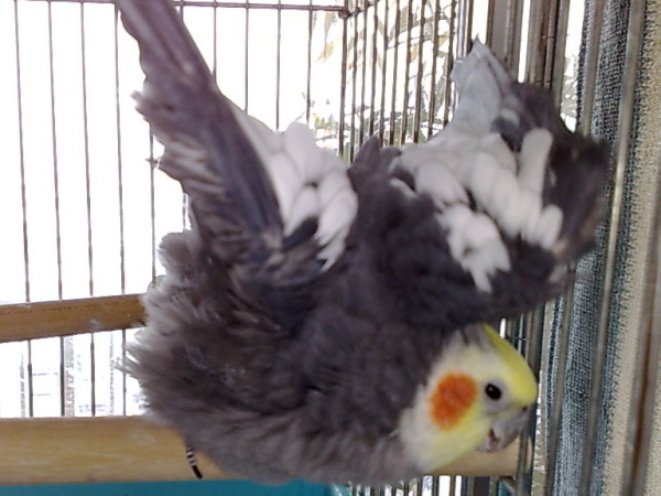 cockatiel_20110211.jpg