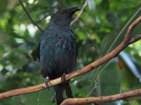 bird_550.jpg