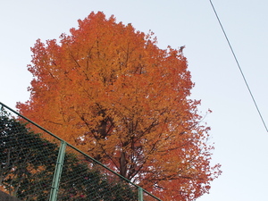 fall_20101217.jpg